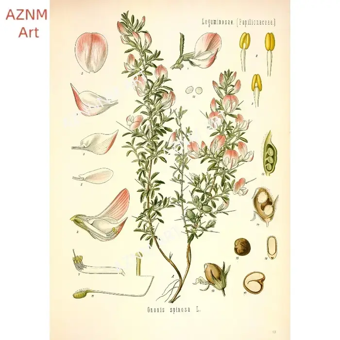 Affiches d'impression de jardin de fleurs botaniques vintage