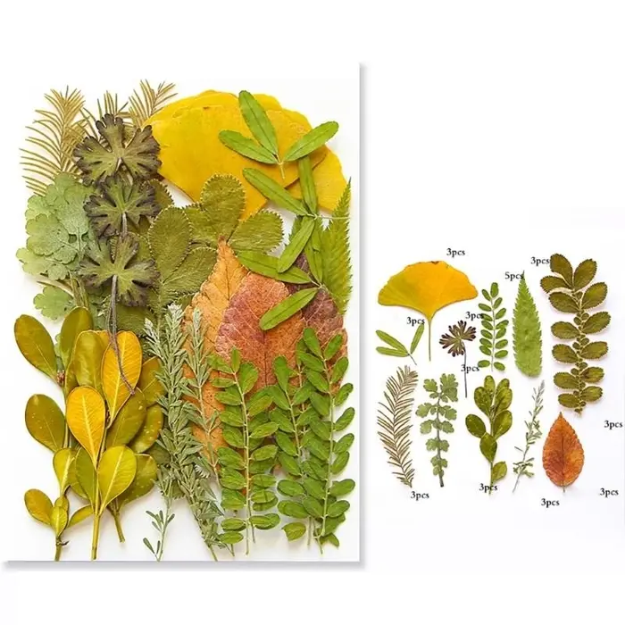 40ja Plante feuilles séchées pressées