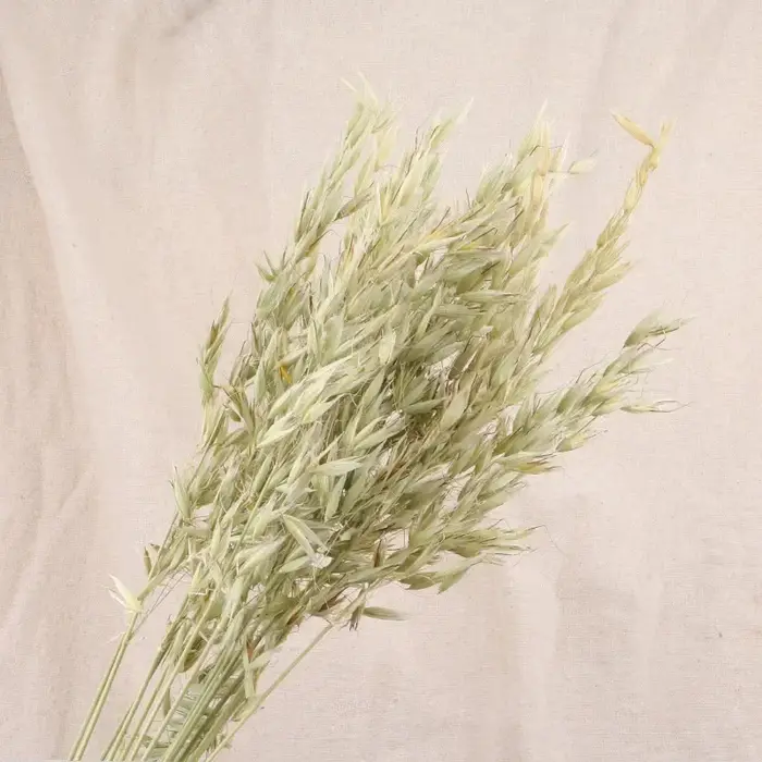 Bouquet de fleurs séchées de blé naturel, 30 pièces, véritable plante en rotin, avoine, style Boho, 
