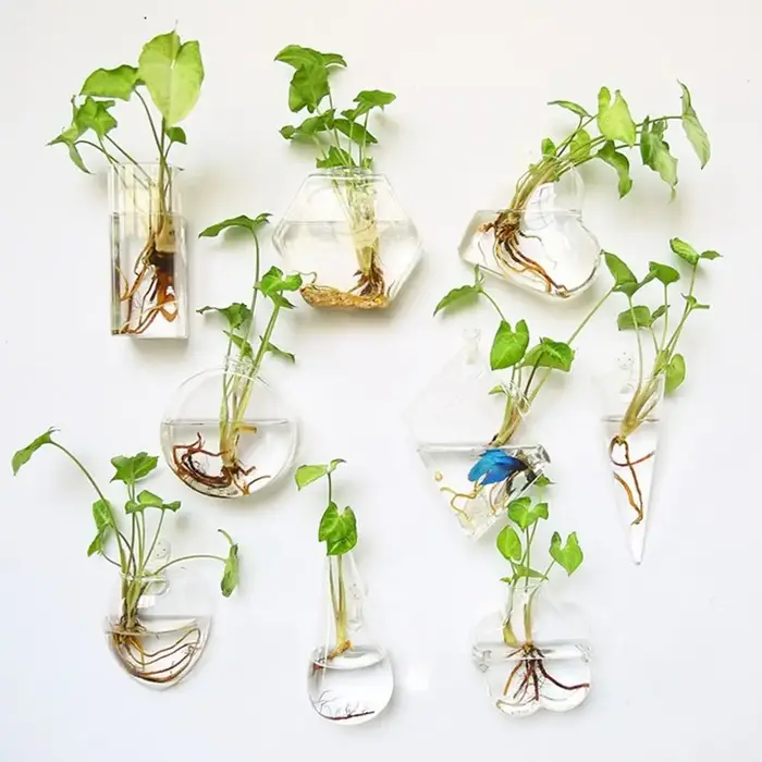 Plantes hydroponiques purifient la maison