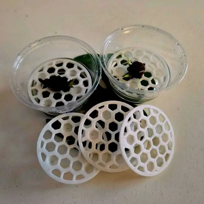 Support de Levage pour Bulbes d'Alocasia