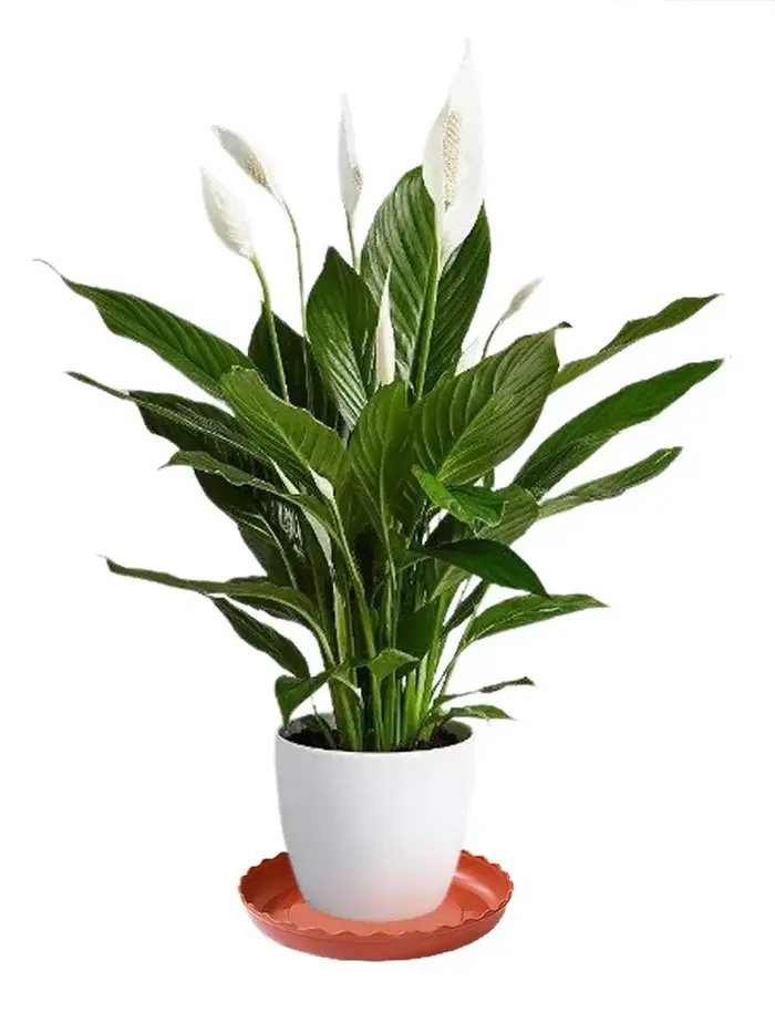 Base de châssis mobile ronde goutte à goutte, plante en plastique durable, décoration intérieure et 