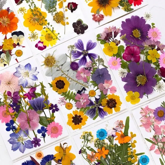 Fleurs séchées naturelles mélangées multicolores pressées pour l'art