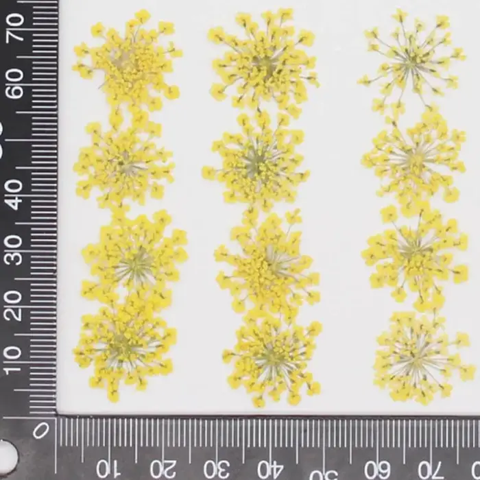 Fleurs séchées Ammi Majus pour bijoux