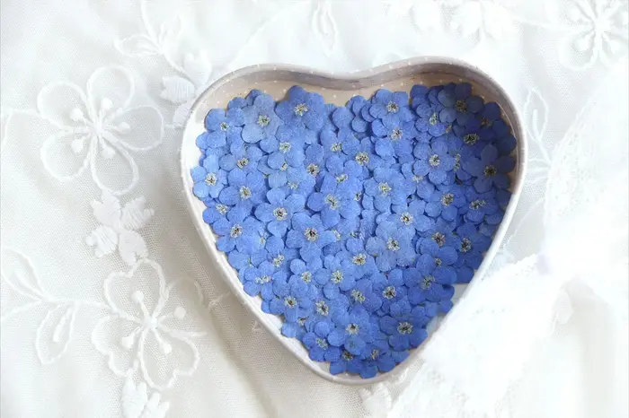 100 fleurs de myosotis