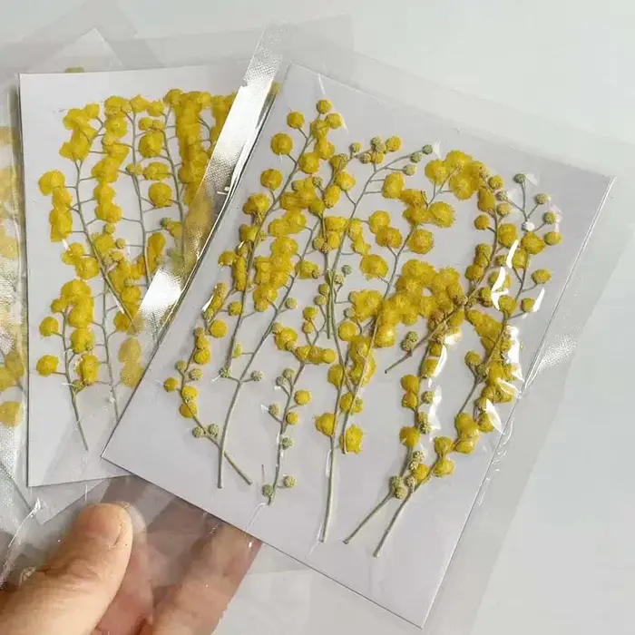Fleurs séchées naturelles pressées de 3 à 8 cm
