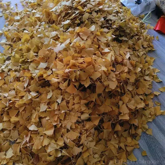 100/250/500g Feuilles de Ginkgo Biloba Séchées Naturelles Pour Remplissage de Vases