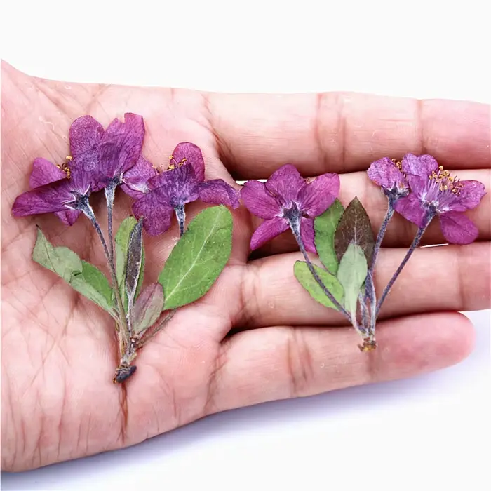 12 pièces, fleurs de bégonia pressées naturelles avec tige