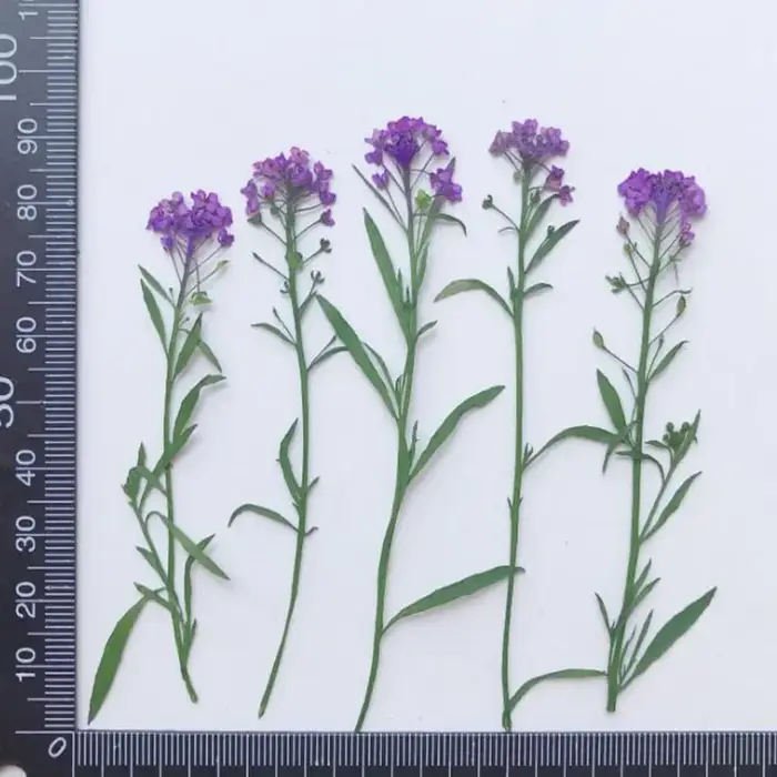PMurcia-Fleur de Maritima séchée