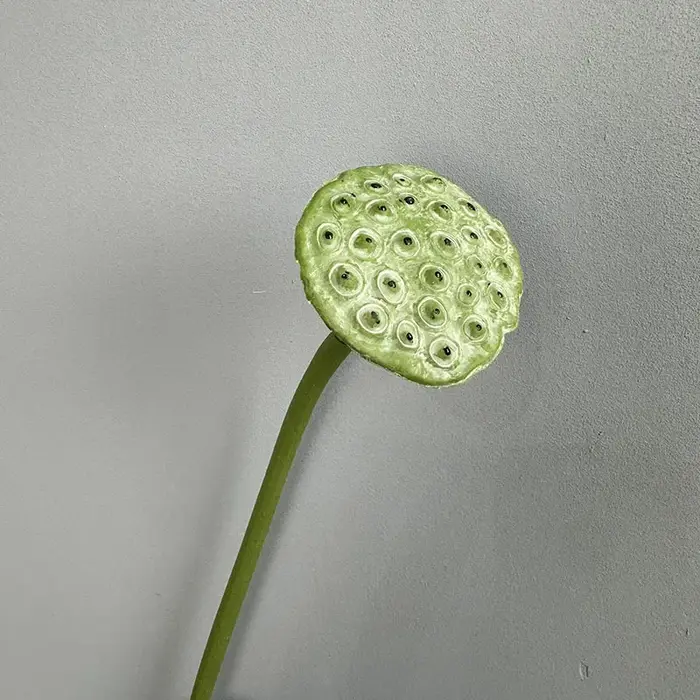 Plantes vertes artificielles en plastique Annie CanAmendements, lotuses de simulation florales, déco