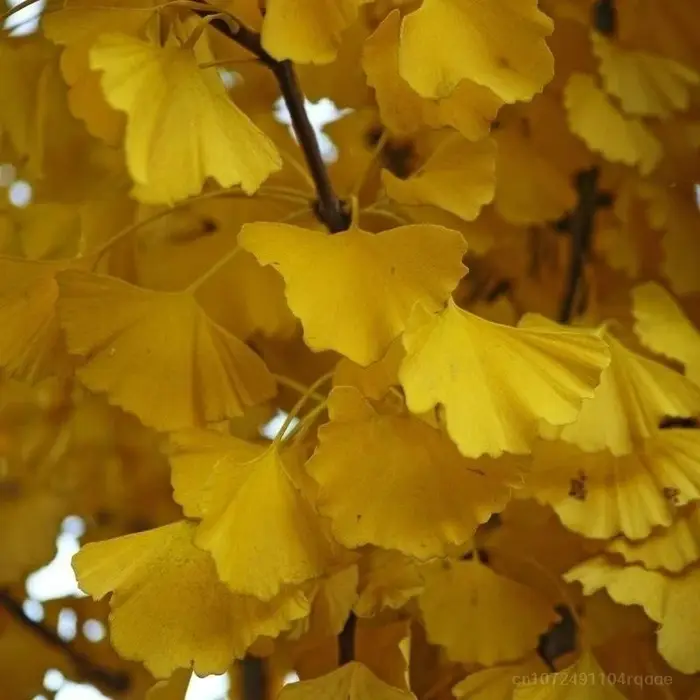 Feuilles séchées naturelles de Ginkgo Biloba