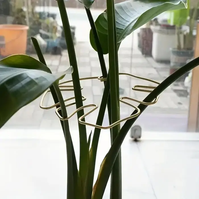 Piquets pour plantes Monstera
