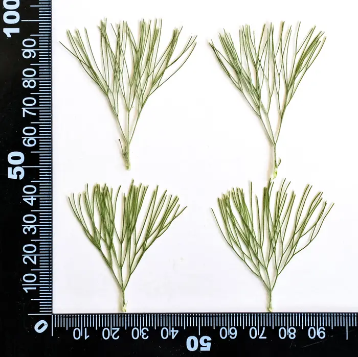 24 pièces, fleurs séchées pressées naturelles Kochia, Kit artisanal de bricolage, Scrapbook en résin