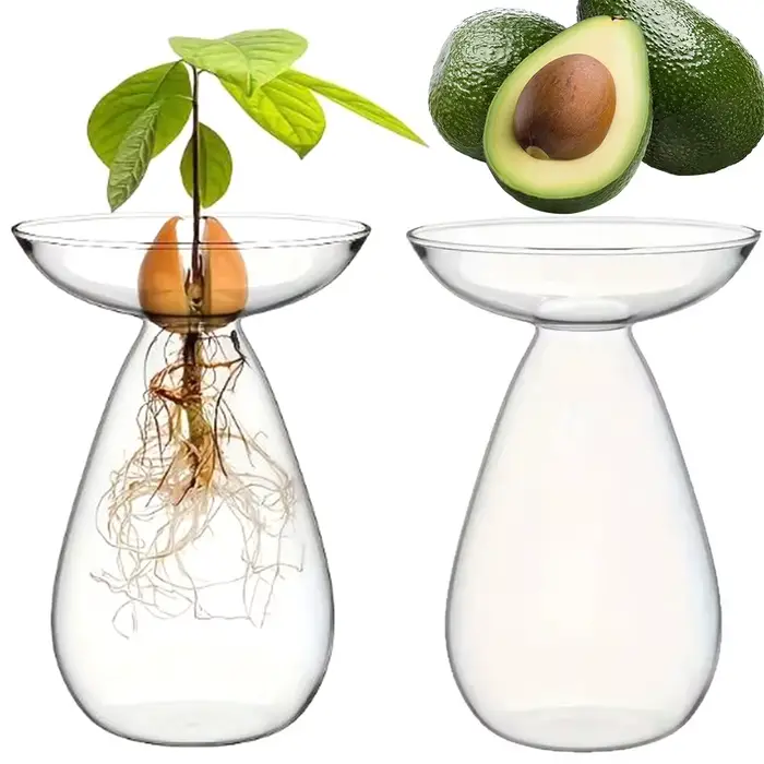 Vase de germination pour graines d'avocat