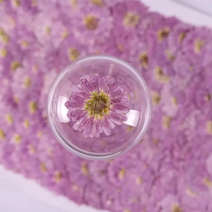 12 pièces, fleurs séchées pressées à double pétale de marguerite