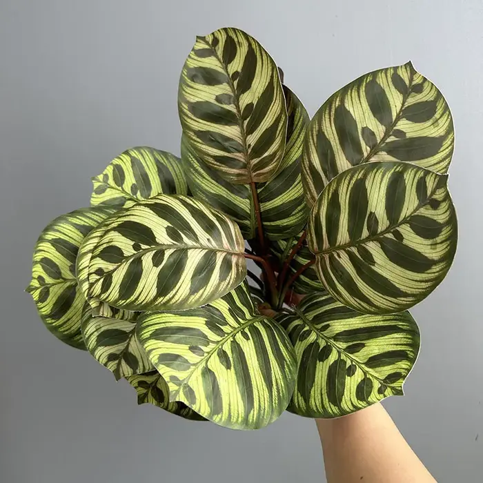 Lot de 6 plantes artificielles en plastique