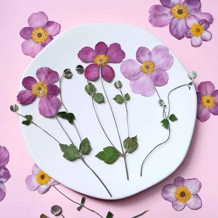 Fleurs séchées pressées en coton sauvage naturel
