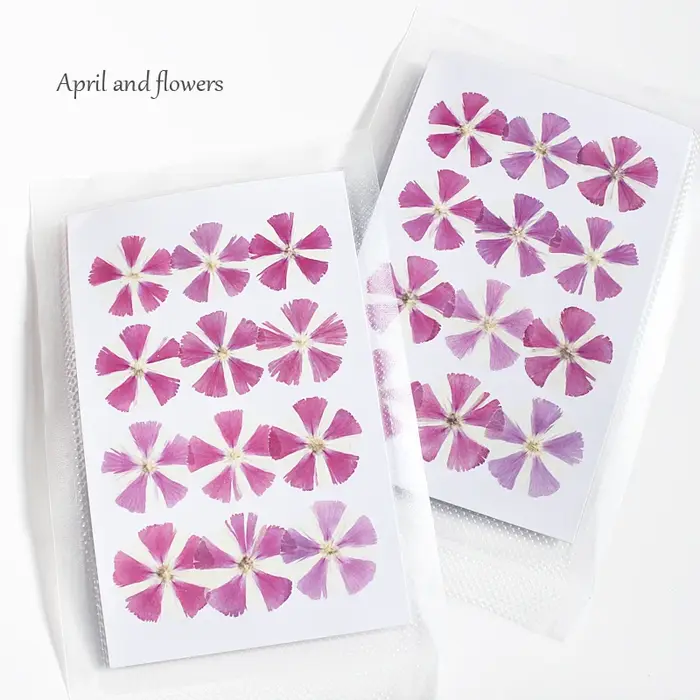 Fleurs séchées Phlox pressées de nouvelle couleur, 12 pièces, pour bricolage, matériaux artisanaux,