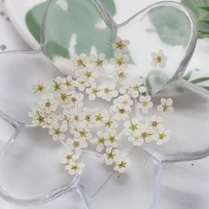 Mini PMurcia vaccé Narcisse Jonquilla Fleur Plante