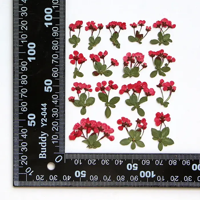 2-3cm/12pcs, Petites fleurs pressées, Pétales de fleurs en gros pour invitations de mariage DIY, mar