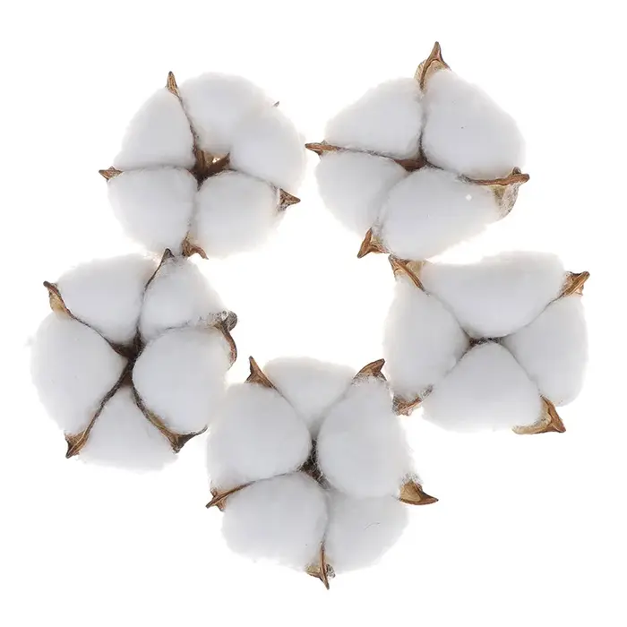 Fleur naturelle séchée en coton