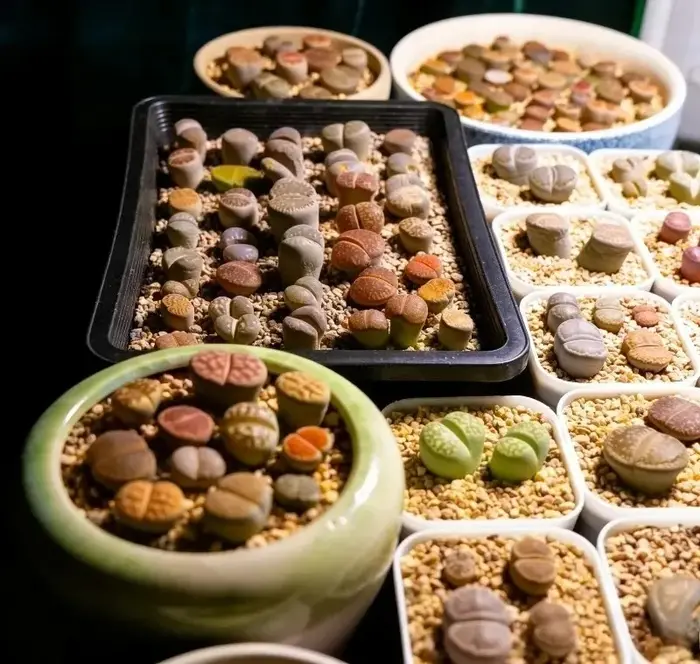 Plateau de semis réutilisable pour plantes succulentes