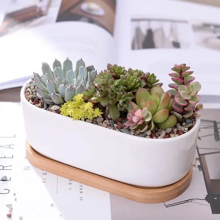 Pot de jardinière succulente blanche en céramique de forme ovale avec plateau en bambou, support de 