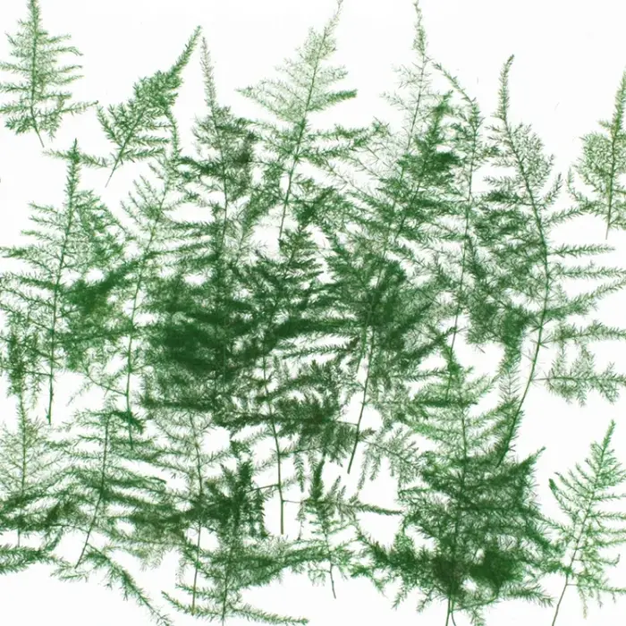 4-5 cm/12 pièces, feuilles pressées d'asperges naturelles