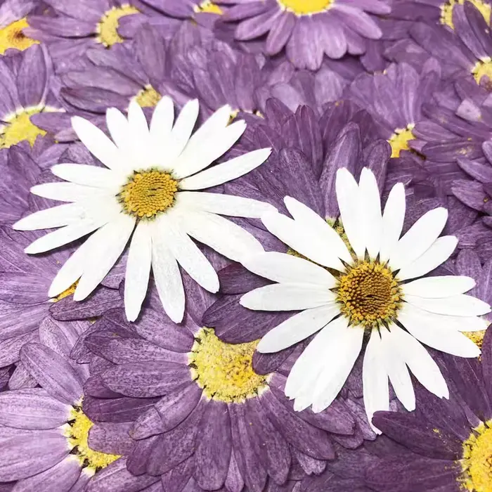 100 pièces de fleurs séchées pressées de Péricallis Hybrida blanches, pour herbarium, fabrication de bijoux en résine époxy, maquillage visage, nail art et artisanat