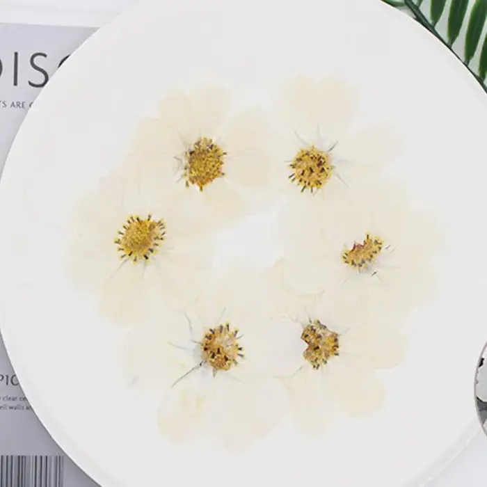 50X séché pressé naturel violet blanc Cosmos Galsang fleurs plante herbier pour carte postale cadre Photo bijoux signet bricolage