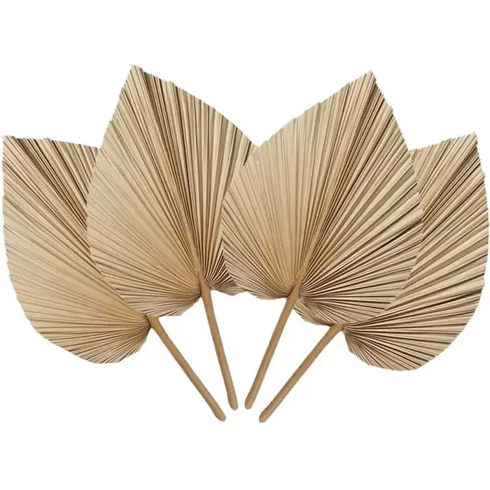 Feuilles de palmier naturelles séchées, parfaites pour la décoration du cuir chevelu, la décoration