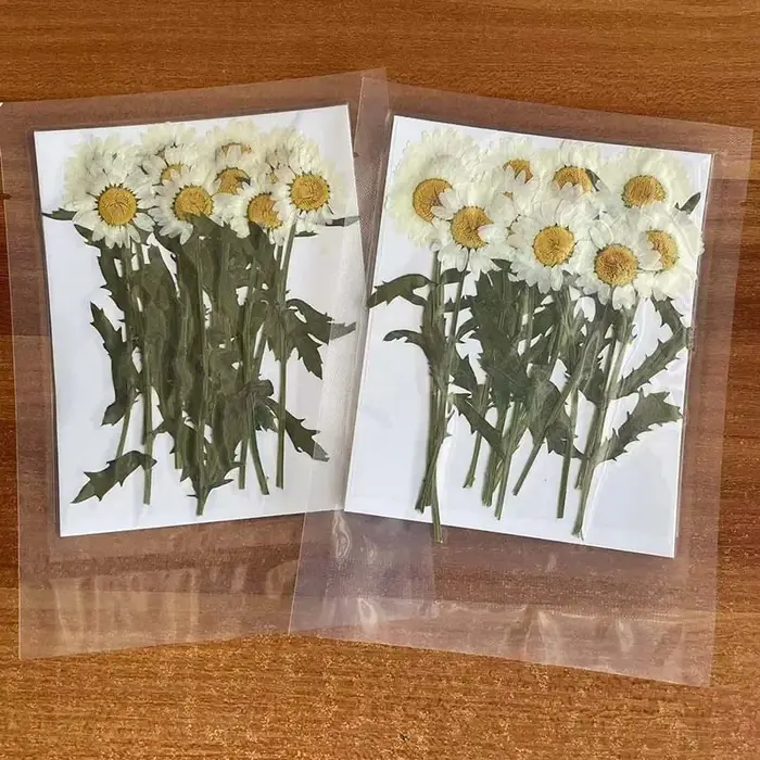 Plantes séchées naturelles 2~3CM*6~7CM