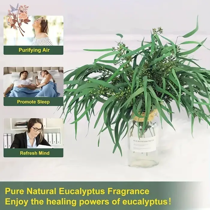 Feuilles d'eucalyptus naturelles conservées