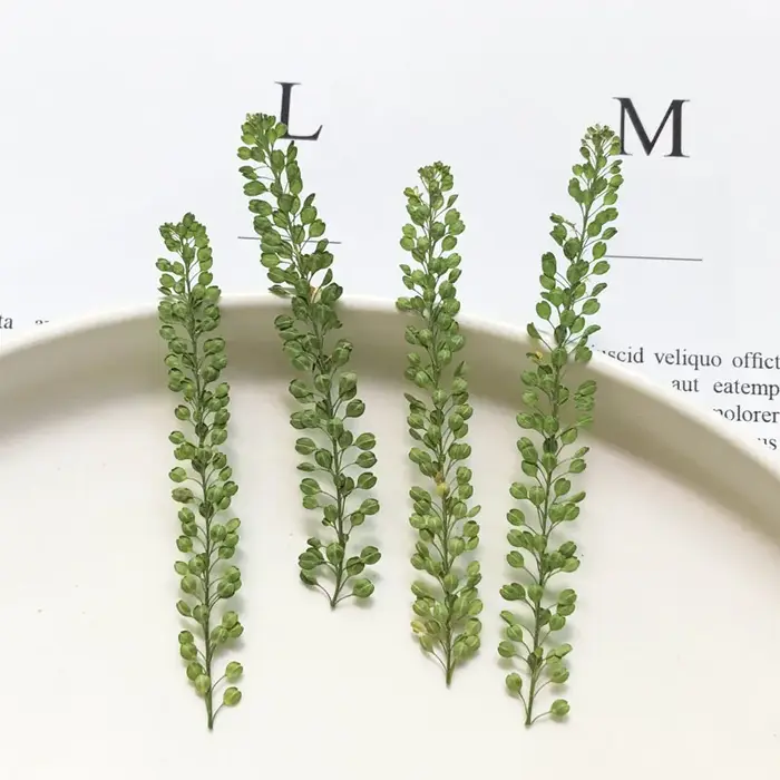 6-8cm/24pcs, Véritables feuilles de plantes naturelles pressées, fleurs séchées pour décoration de mariage et de Noël, marque-pages, lampes de table en relief