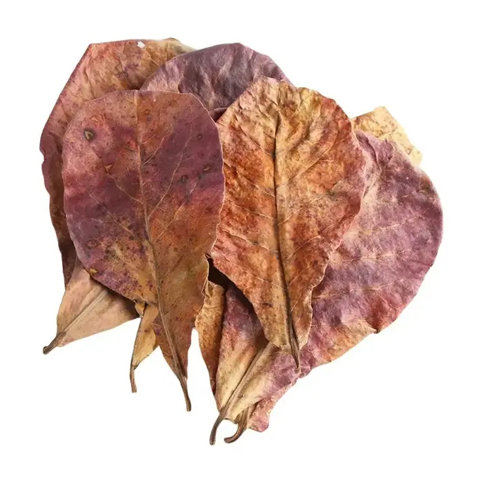 Feuilles naturelles de Terminalia Catappa Foetida (Feuille d'amande d'île) pour le traitement de net