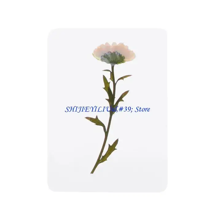 Mélange feuilles fleurs pressées E21F