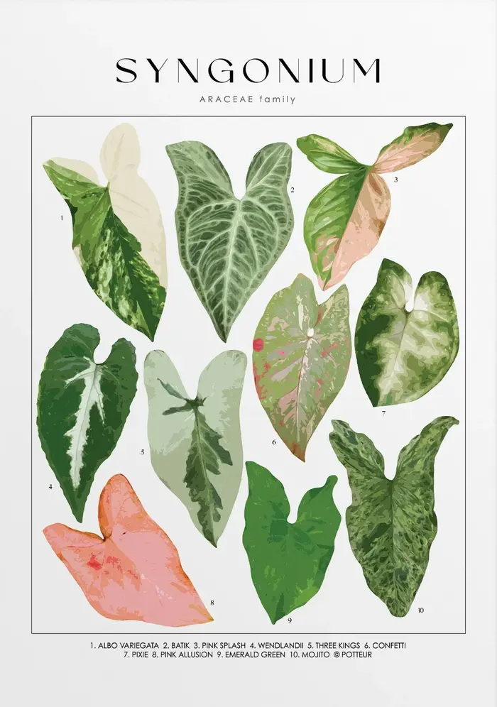 Affiche d'identification de plantes de maison, noms botaniques, peinture sur toile, Art mural pour s