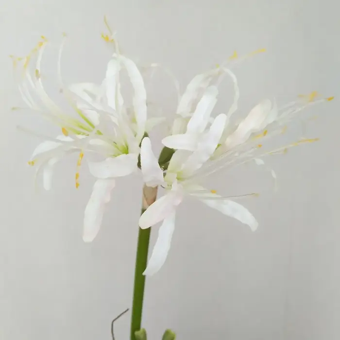 60cm Simulation Manzhushahua soie araignée lys fleurs artificielles photographie décoration bricolage Pseudo Lycoris Bouquet mariage