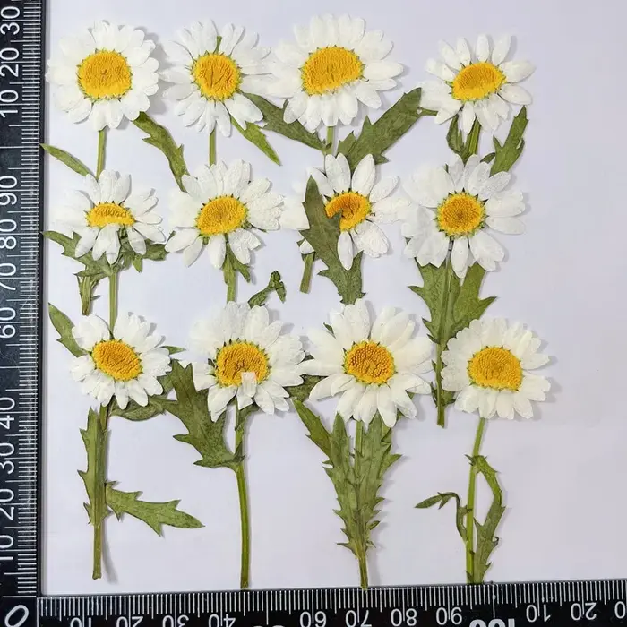 Plantes séchées naturelles 2~3CM*6~7CM, Marguerites blanches pressées, Petites branches naturelles d