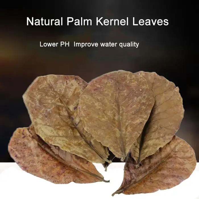 Terminal naturel Catappa Foetida feuilles île feuille d'amande traitement de nettoyage de poisson réservoir d'aquarium livraison directe