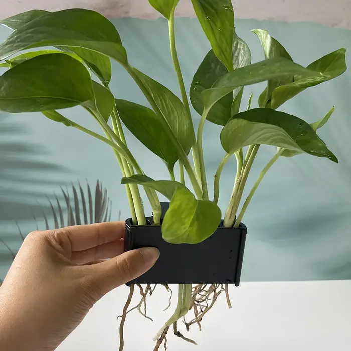 Support pour plantes d'aquarium avec crochet de suspension