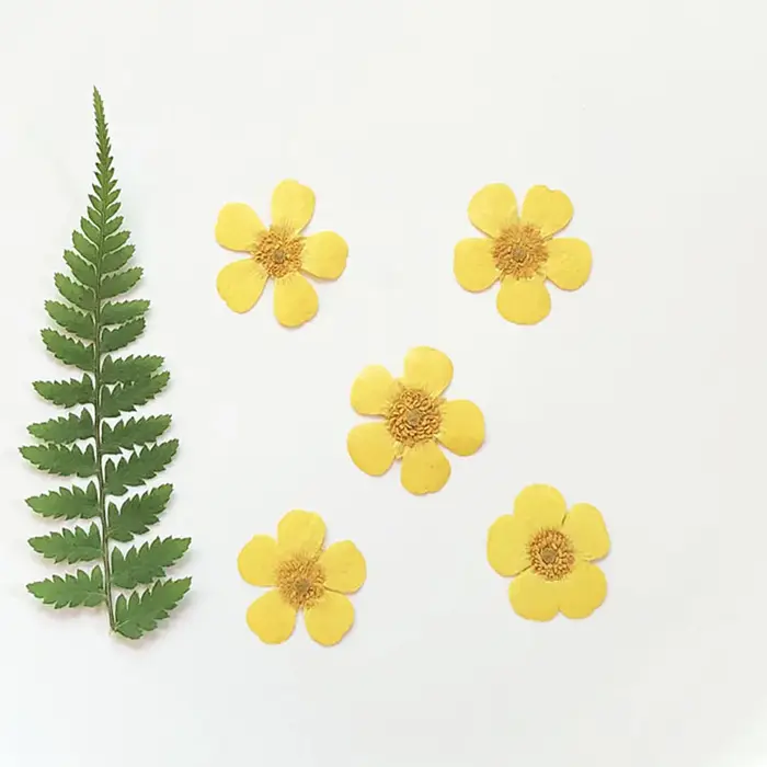 PMurcia Ranunculus jaune séché