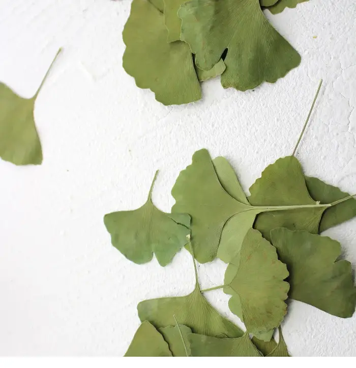 12 pièces/3-5 cm, Feuilles de Ginkgo Biloba véritables pressées