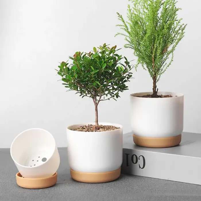 Petit pot de plantes vertes succulentes, double couche, aneth