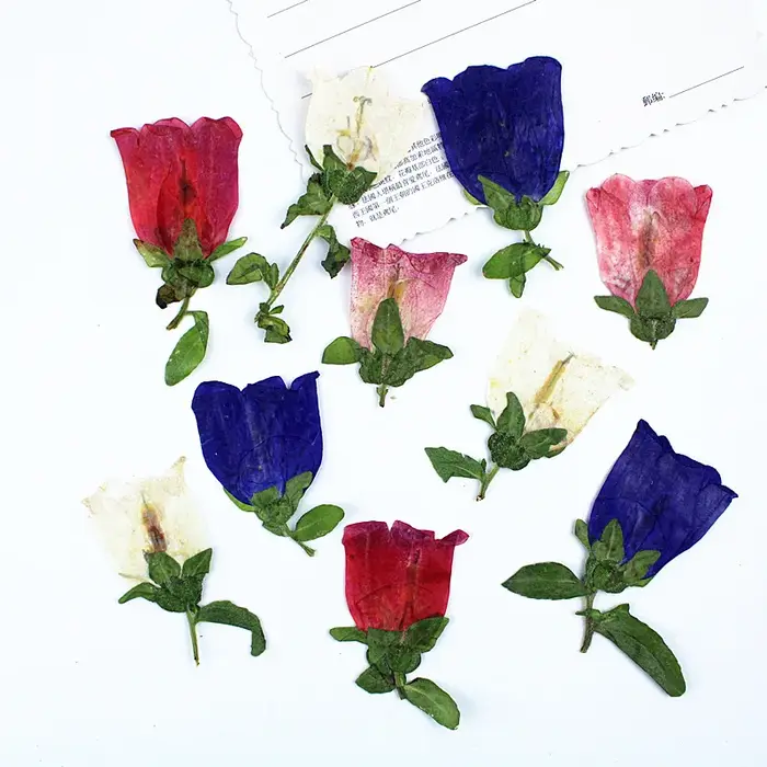 12 pièces, Kit d'artisanat de fleurs pressées séchées Campanula