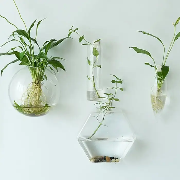 Plantes hydroponiques purifient la maison
