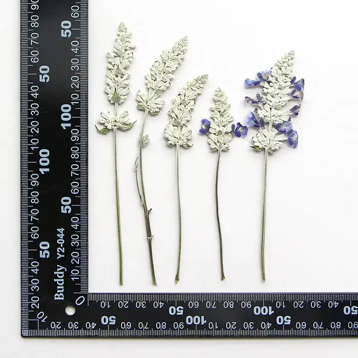 12 pièces/6-10 cm, en gros, spécimens de salvia naturelle, fleurs pressées pour marque-pages DIY, co