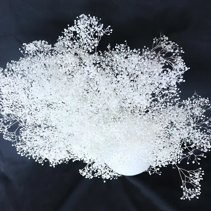 Pouvez-vous psophila Naturelle pour Décoration de ixIntérieure
