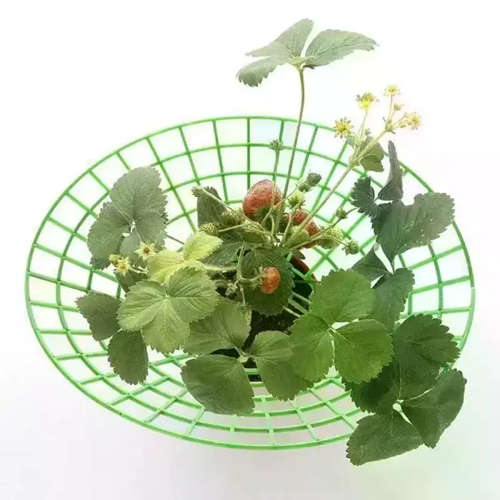 Support pour plantes de fraises avec pieds, support de culture rond en plastique pour garder les baies propres et empêcher la pourriture