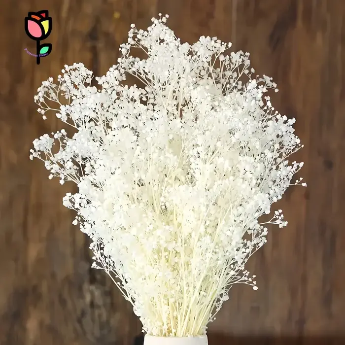 1 bouquet de fleurs séchées Gypsophile pour la décoration de mariage